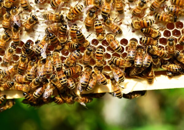 Empowering 100 Women in Yumbe District in Sustainable Modern Beekeeping & Honey Production